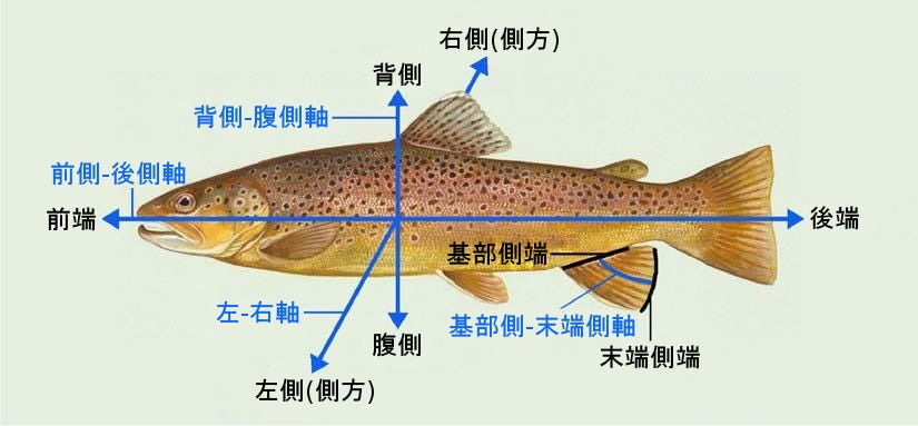生物学 第2版 第43章 動物の生殖と発生 Japanese Translation Of Biology 2e By Better Late Than Never Medium 生物学 第2版 第43章 動物の生殖と発生 Japanese Translation Of Biology 2e By Better Late Than Never Medium