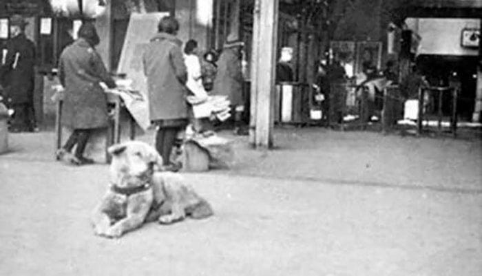 hachiko movie free download with subtitles hachiko movie free download with subtitles