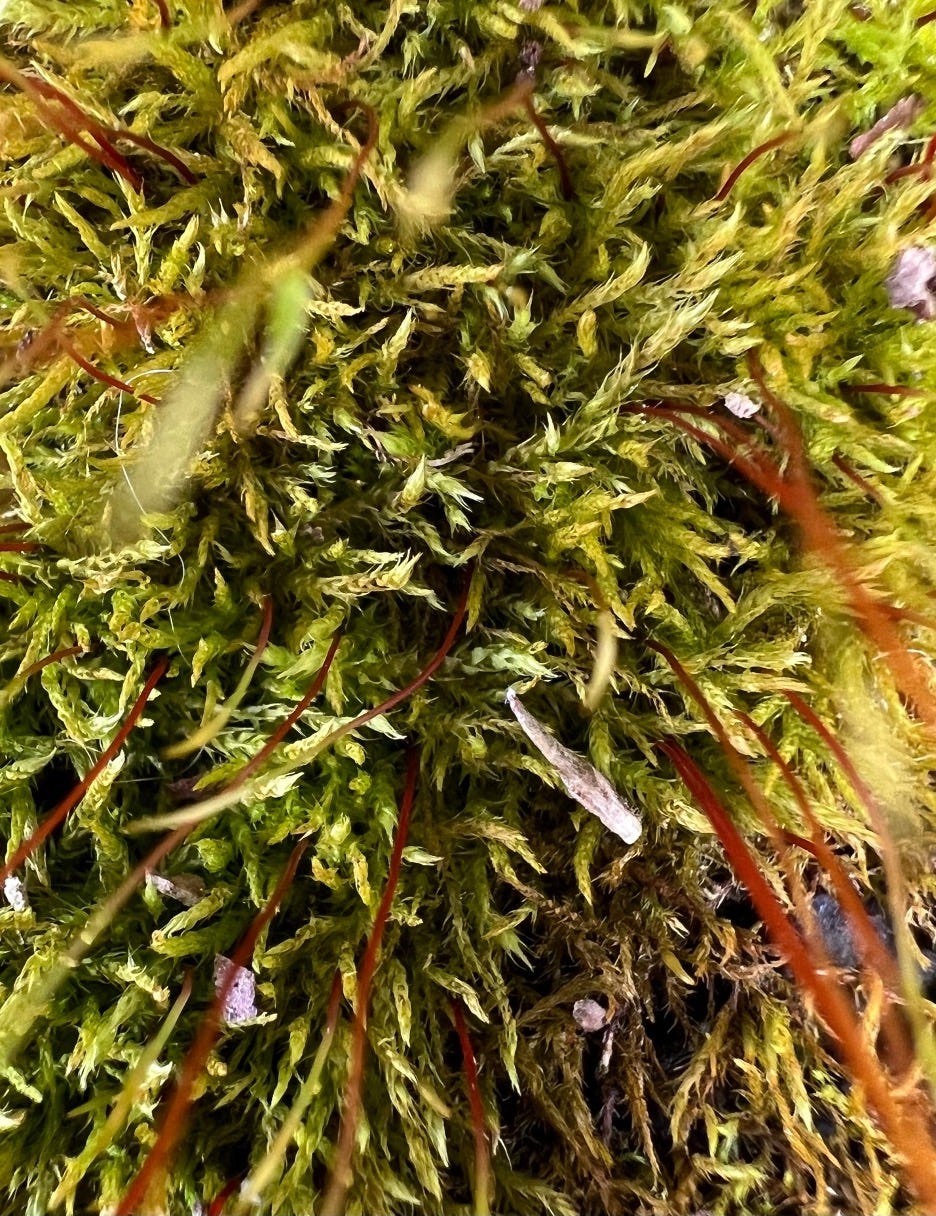 Home Is Where The Weeds Are. Pete Seeger is doing Where Have All The