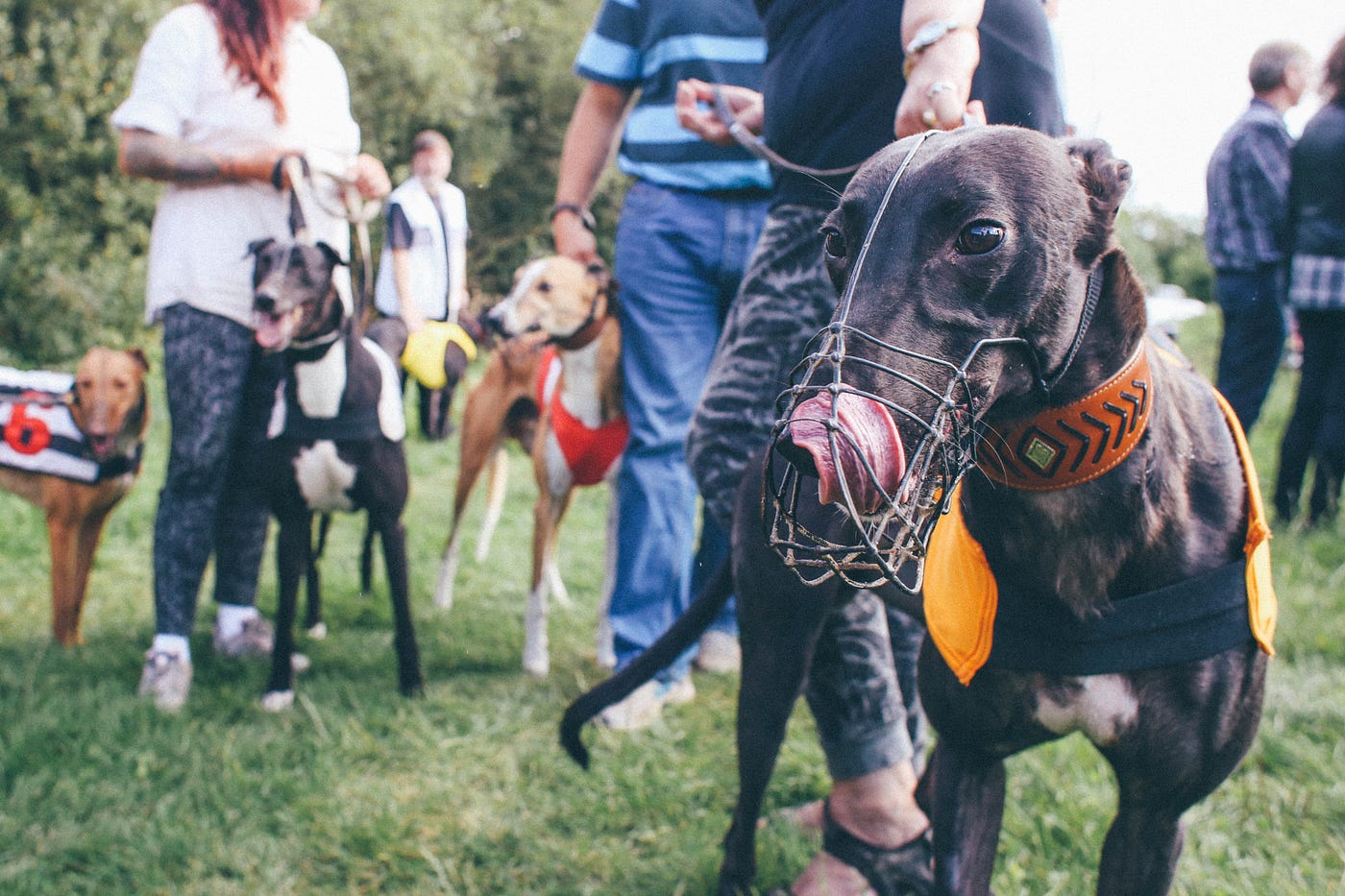 Why Dogs Run So Fast