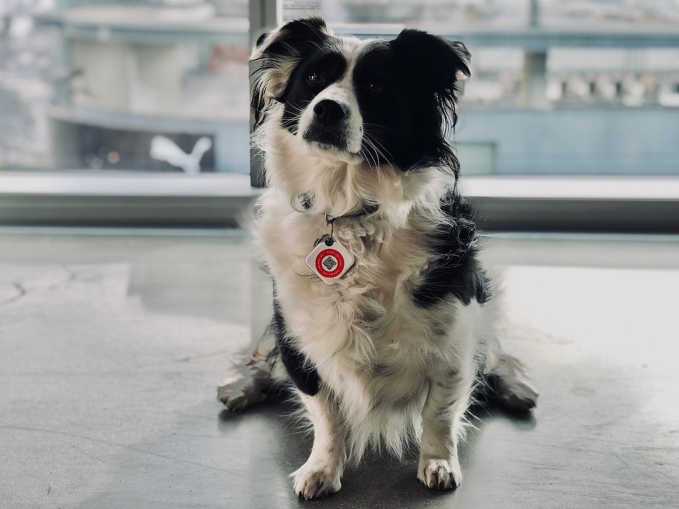 Can I Put Tile On My Dog