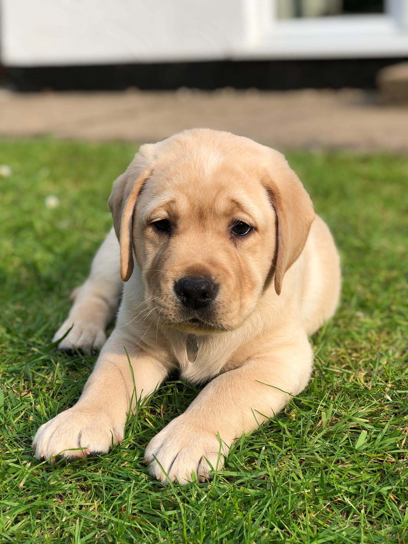 How to House Train a Lab Puppy. Whether you are considering getting a… | by  Jacob Morris | Medium