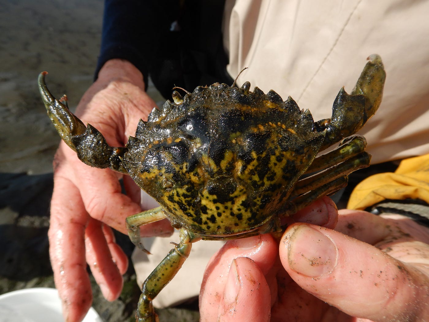 Person holding a live European green crab
