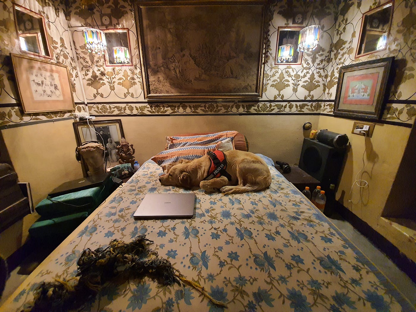 My pet golden retriever dog Alzu and I stayed at Hotel Bhairon Vilas in Bikaner. This is a pet-friendly heritage hotel that also has 2 pets living on the property!