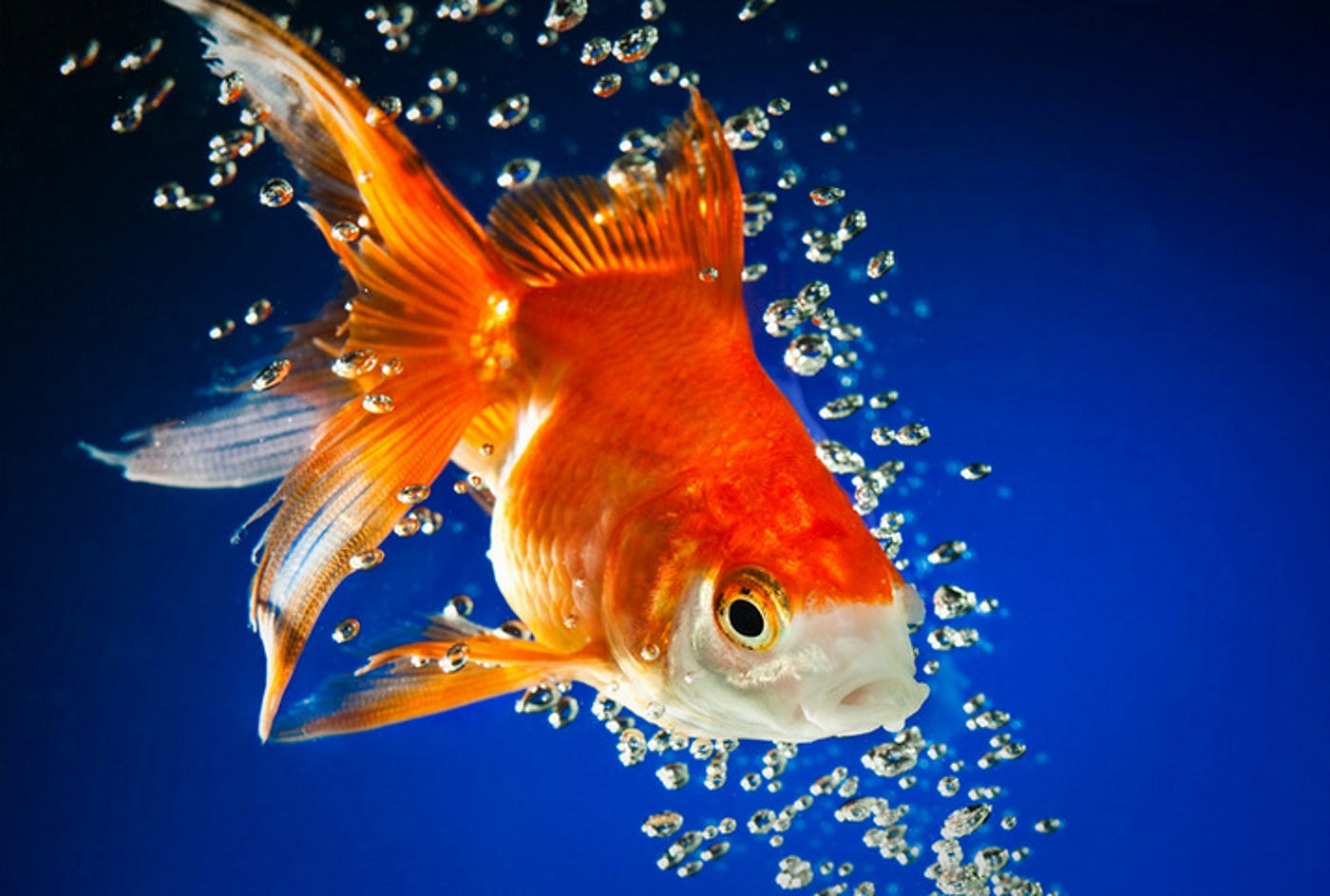 Photo of goldfish in water, surrounded by bubbles