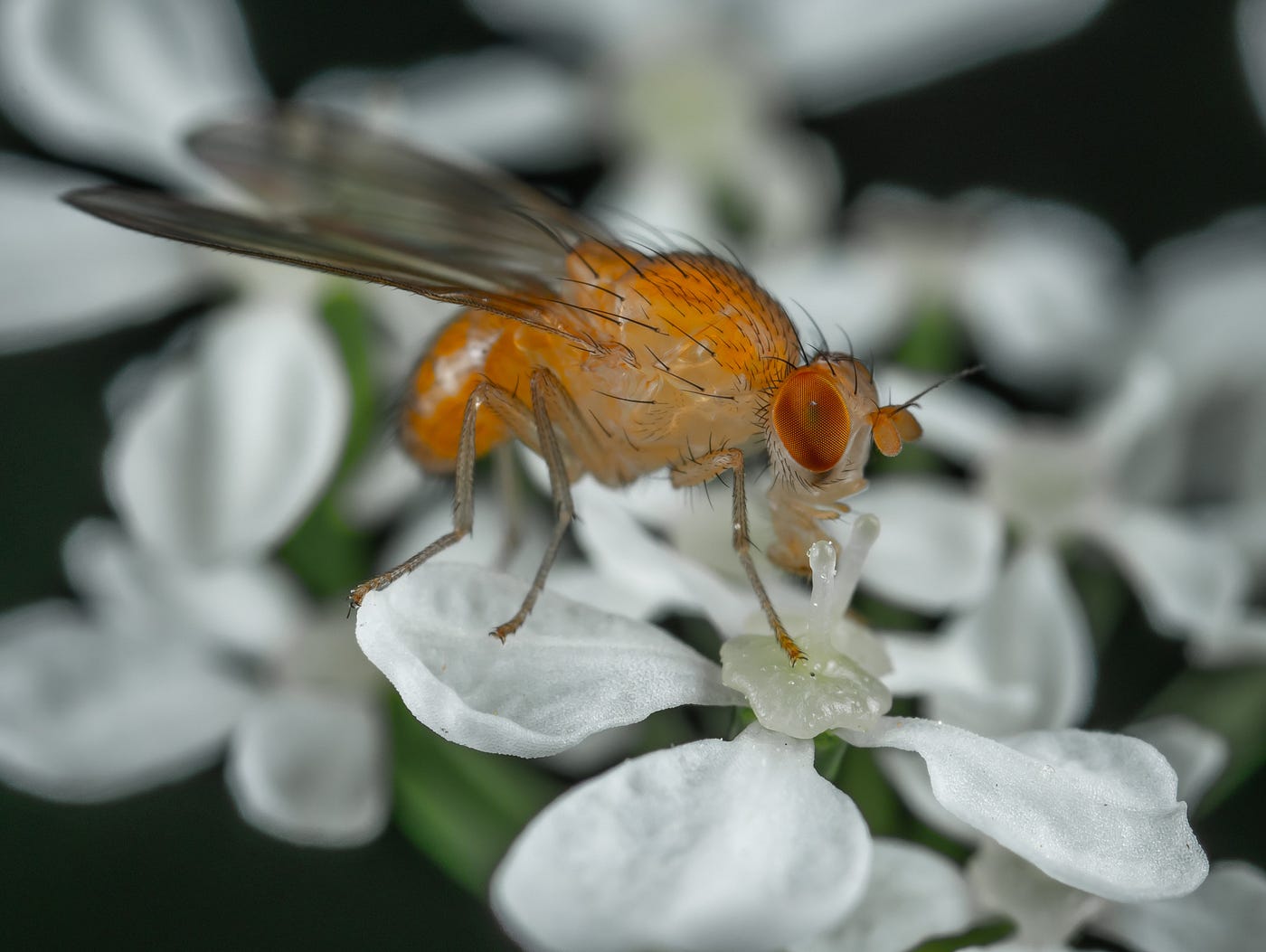 Why does the heat make us sleepy? A study on flies explains where the ...