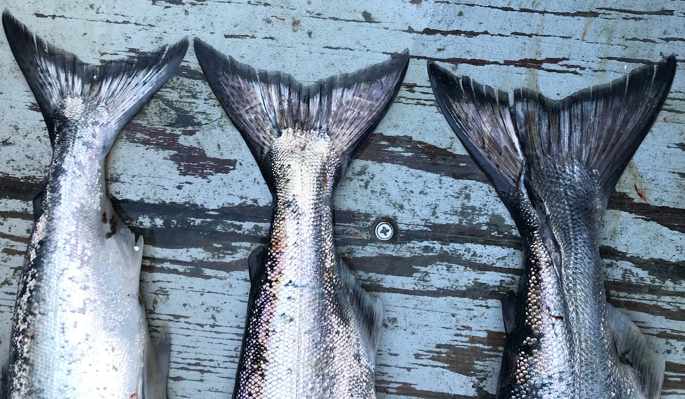 3 king salmon tails on a blue boat deck