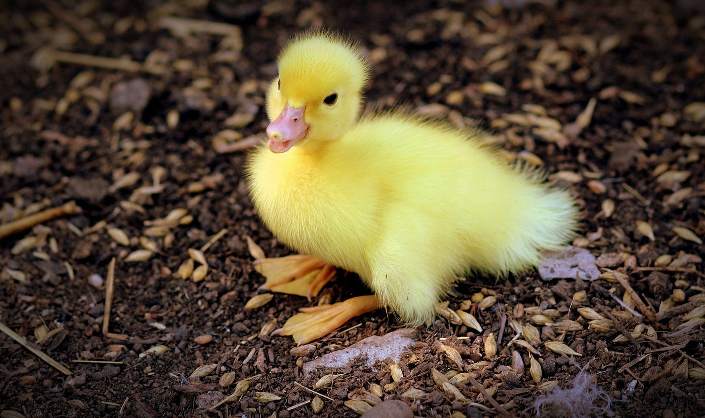 A fluffy yellow duckling standing on ground scattered with large seeds.