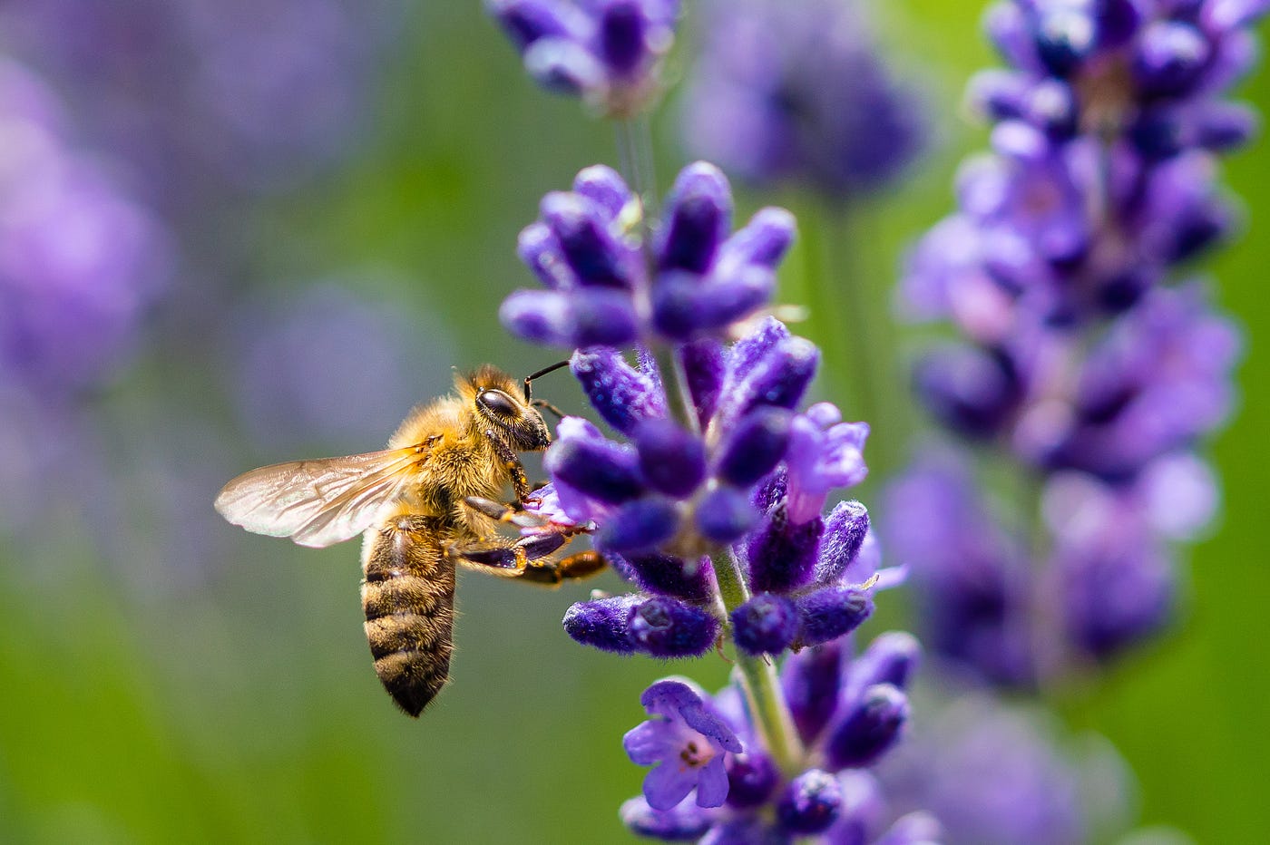 A honey bee on a lavender flower.