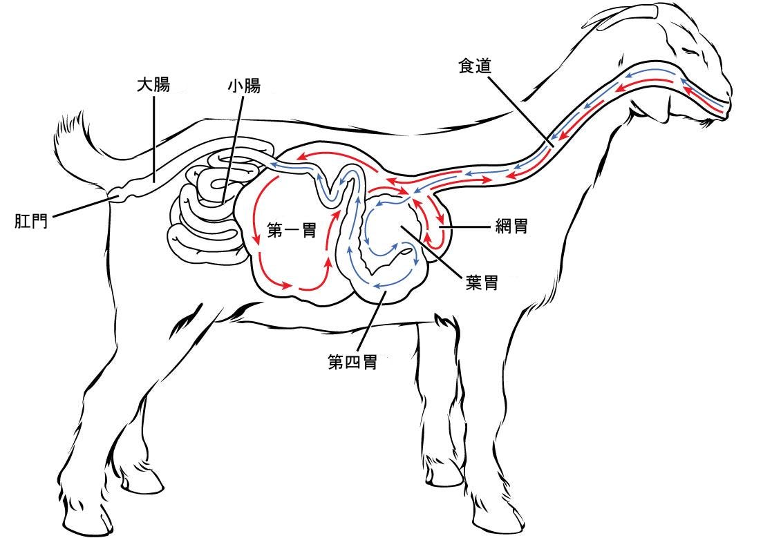 生物学 第2版 第34章 動物の栄養摂取と消化器系 Japanese Translation Of Biology 2e By Better Late Than Never Medium