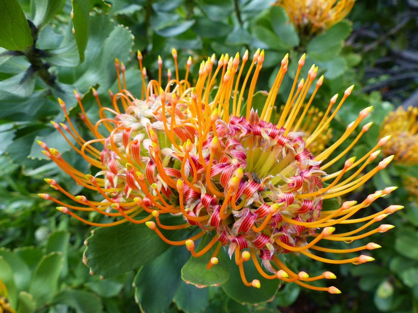 A Winter Walk at Kirstenbosch. Exploring South Africa’s oldest… | by ...