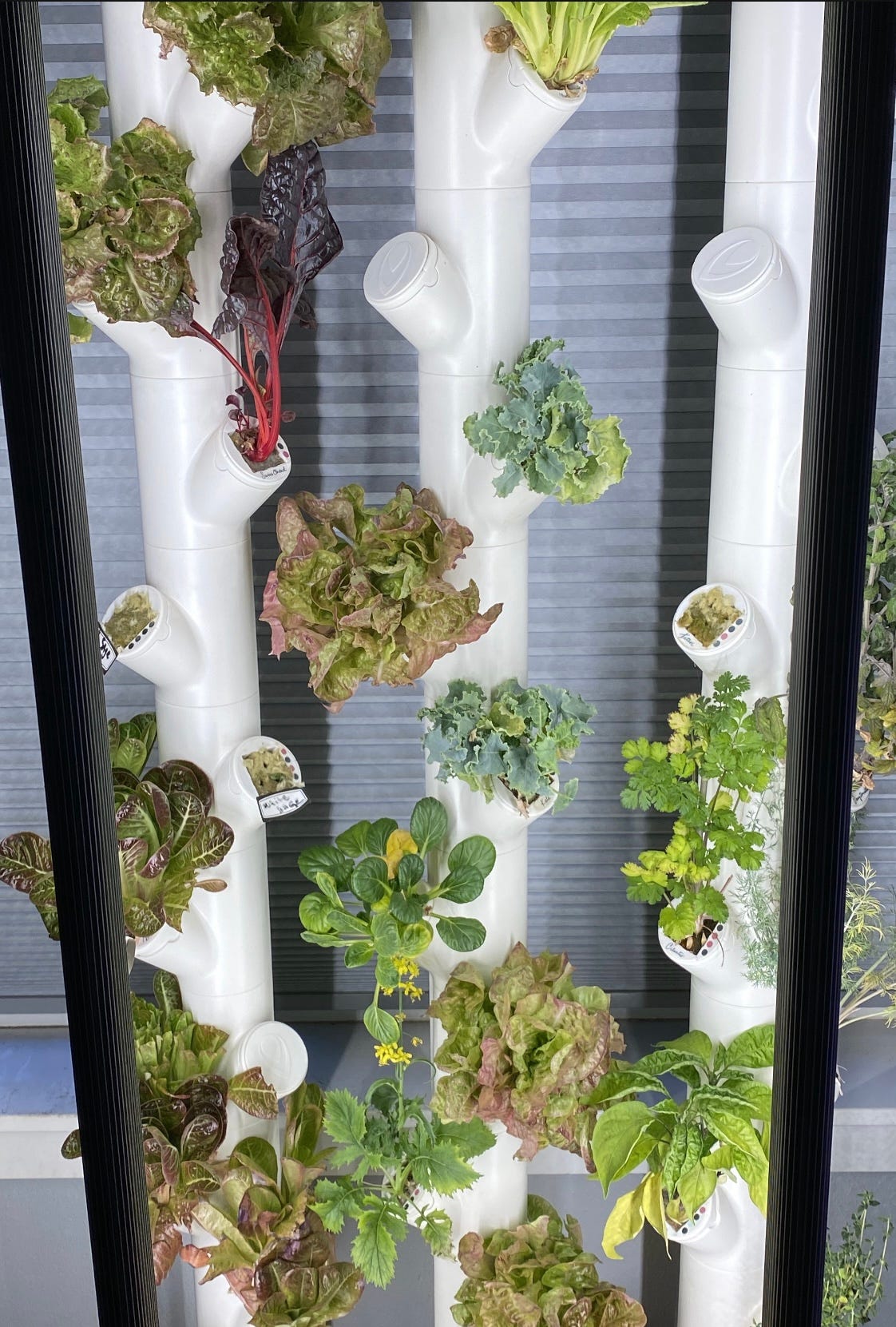 The Gardyn Hydroponic System. My One Year Review by Rowen Quinn
