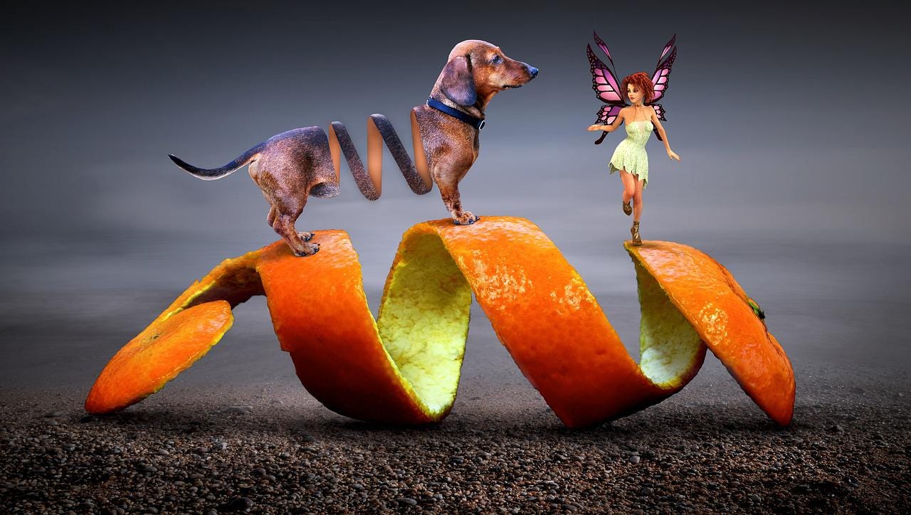 An twist and curl of an orange skin, on which a tiny female elf with butterfly wings and a concertinaed sausage dog plays.