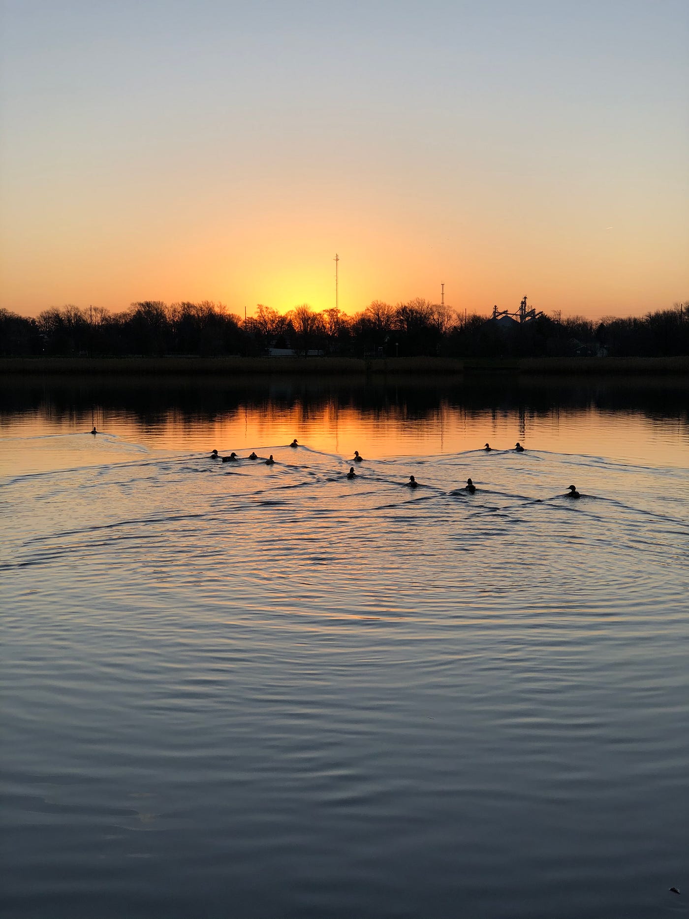 Sunrise in the background with a pond and ducks swimming in the foreground.