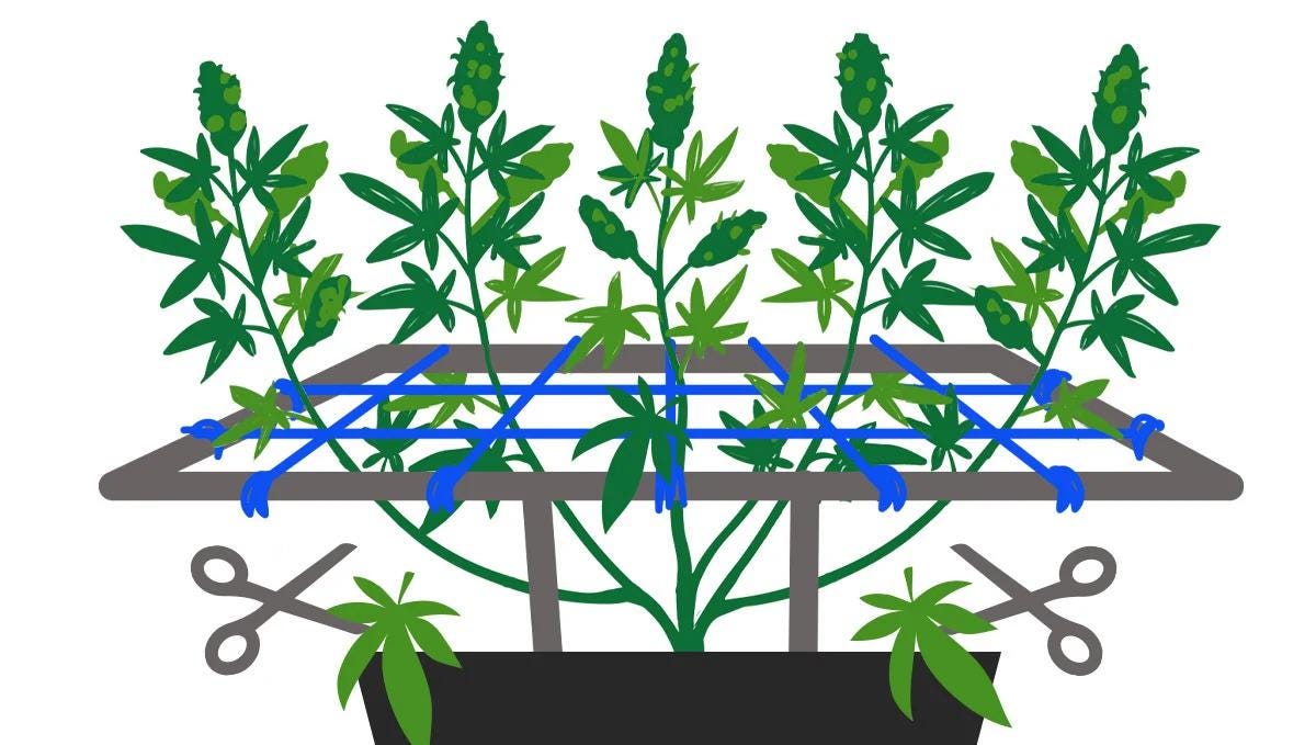 SCROG screen of green