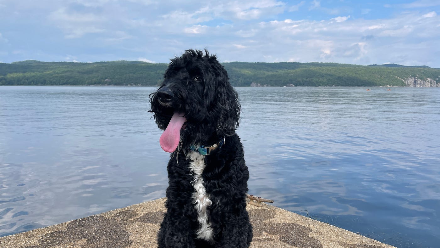 Cosmo, the 8 year old labradoodle, sits on the dock in front of a lake, with mountains in the far background, at Basin Harbor Inn, VT.