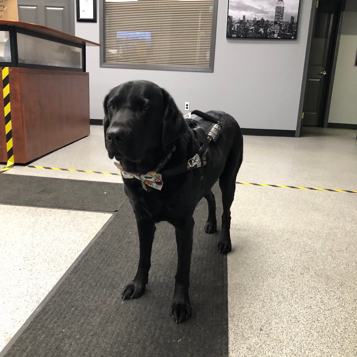 Black lab guide dog Cooper, at work
