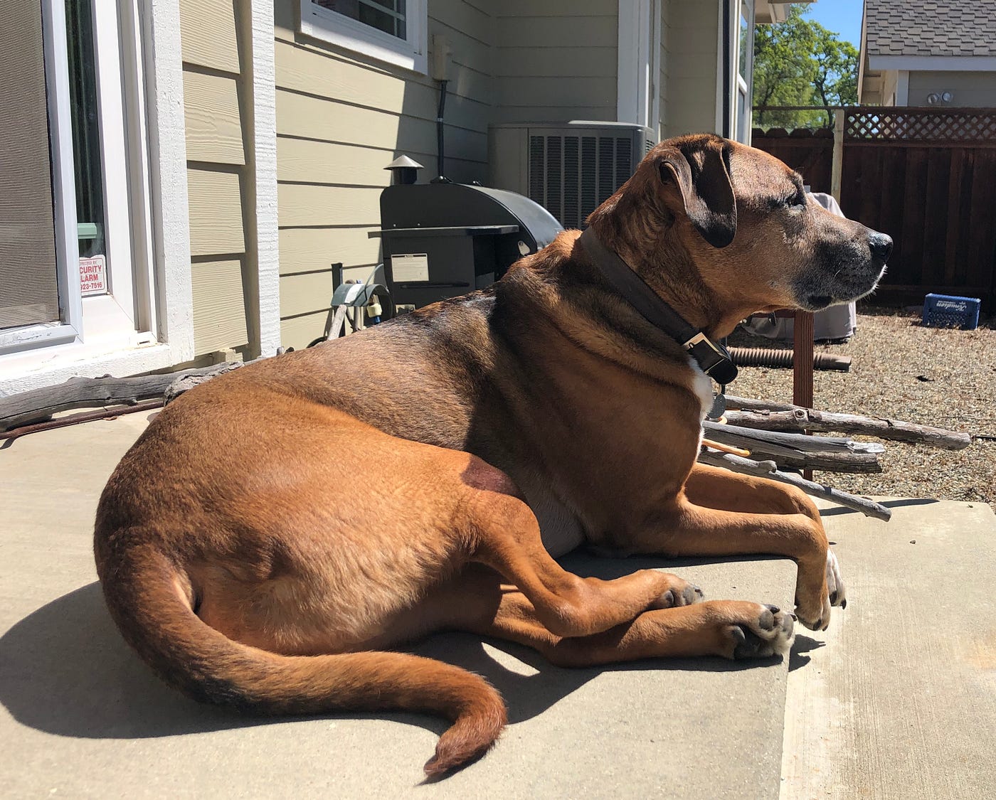 Author’s dog is lying on the porch looking away from the camera in profile