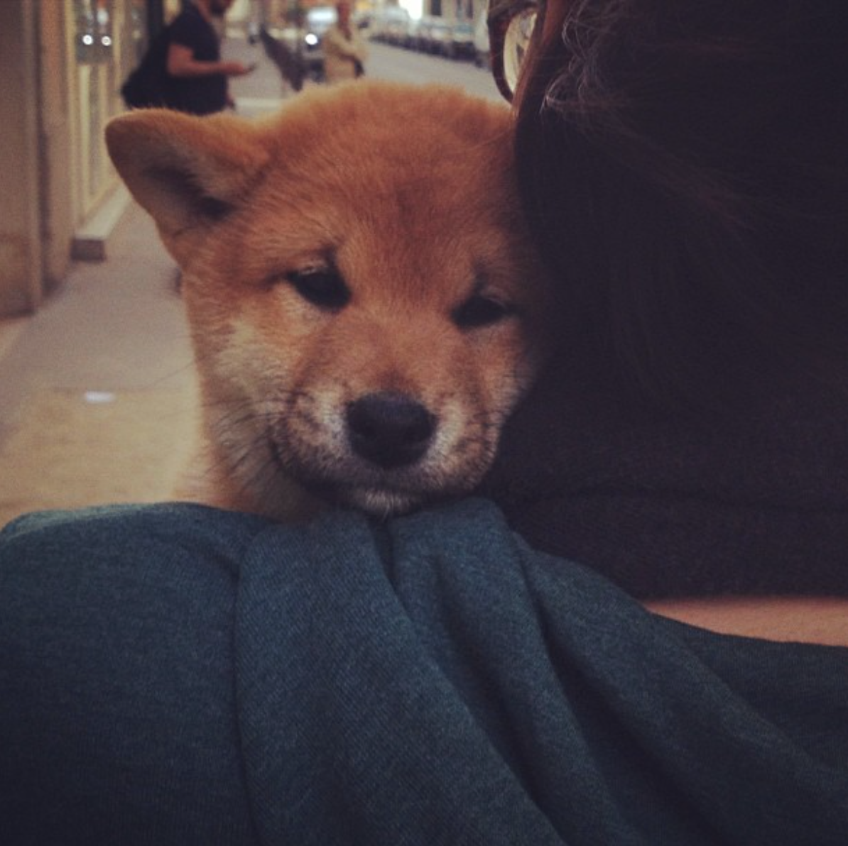 Don’t pet my dog.. 3 years ago, I decided to adopt my… by Cécile