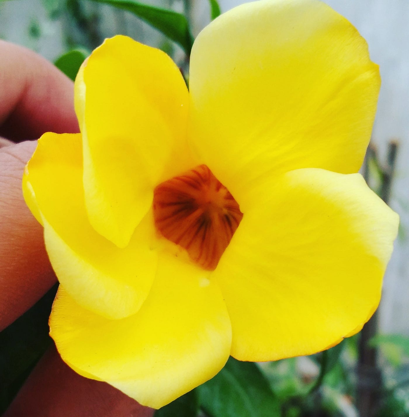 Yellow Allamanda Flower photo by Parth Mayn