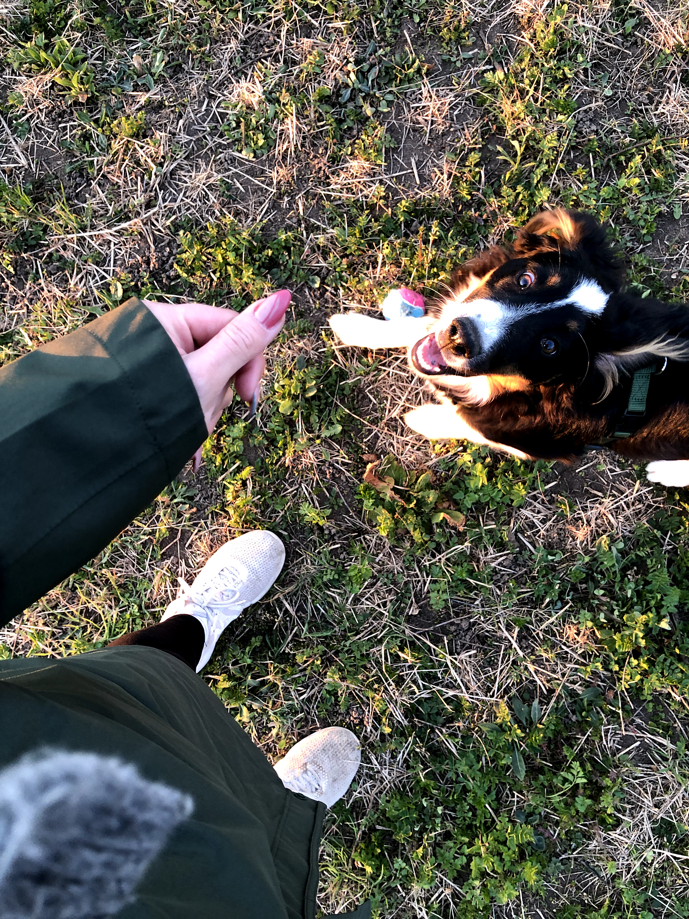 dog sitting and person’s hand