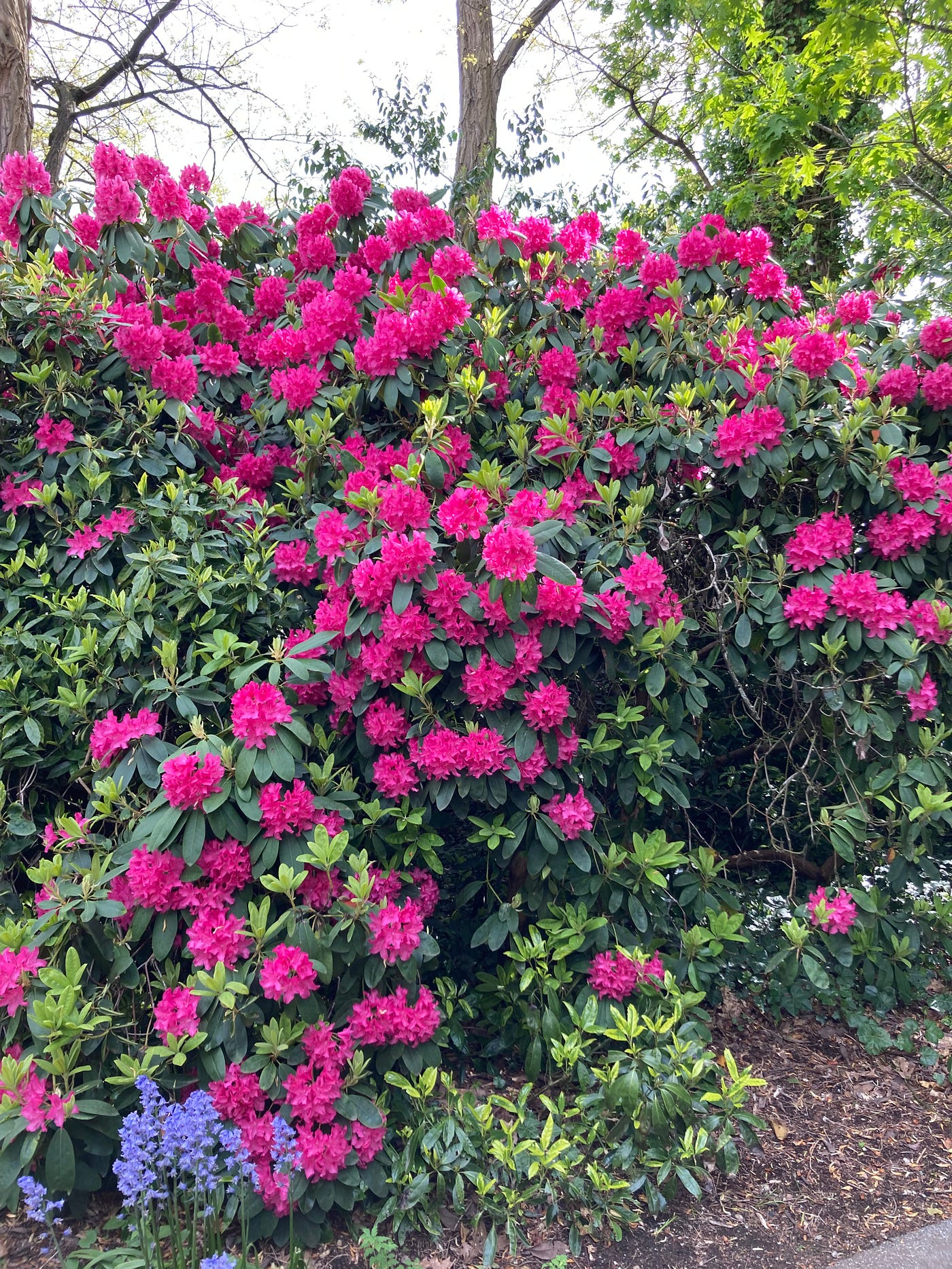 Large Pink Rhododendron bush