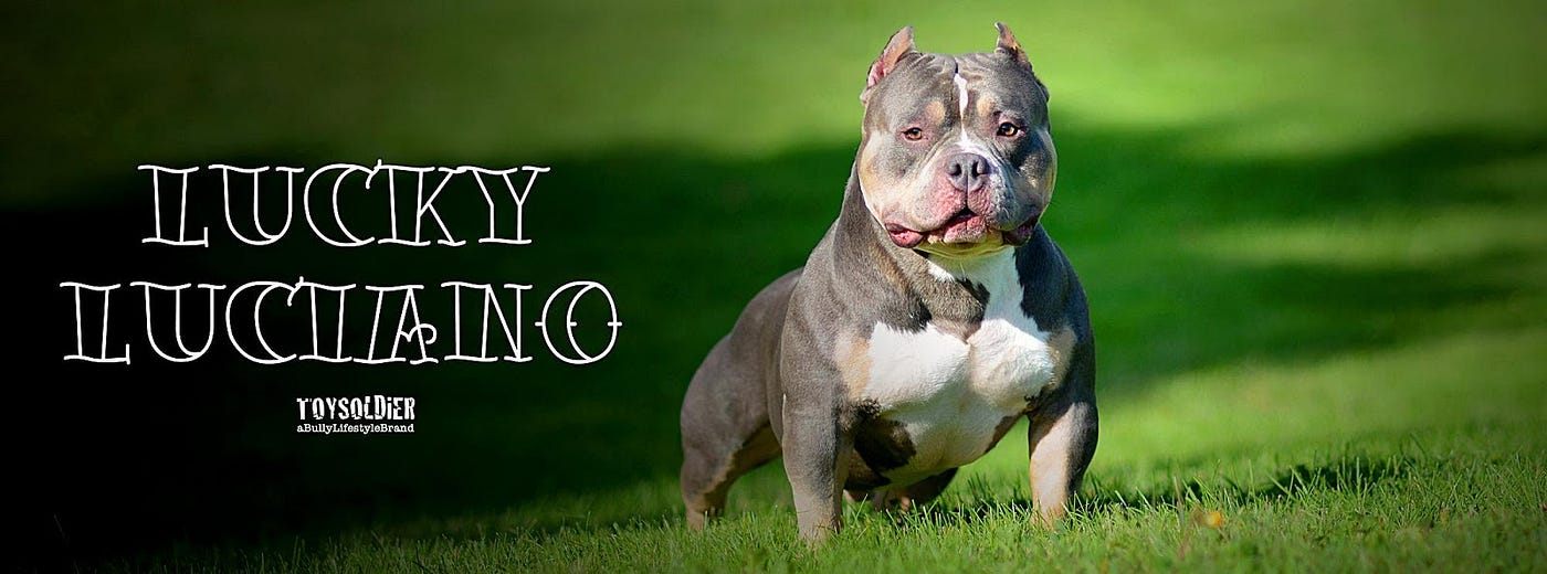 SMP's LUCKY LUCIANO | LIVING LEGEND | by BULLY KING Magazine | BULLY KING  Magazine | Medium