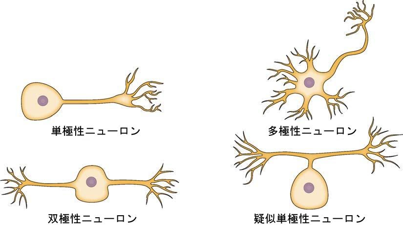 生物学 第2版 第35章 神経系 Japanese Translation Of Biology 2e By Better Late Than Never Medium