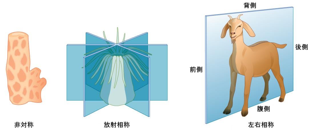 生物学 第2版 第33章 動物体 基本形態と機能 Japanese Translation Of Biology 2e By Better Late Than Never Medium