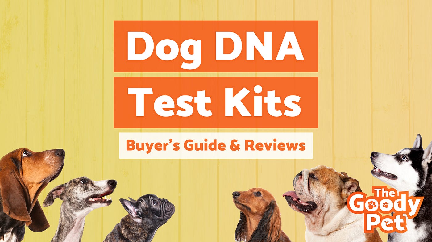 Best Dog DNA Test Kits. Well, don’t you always wanted to find… by