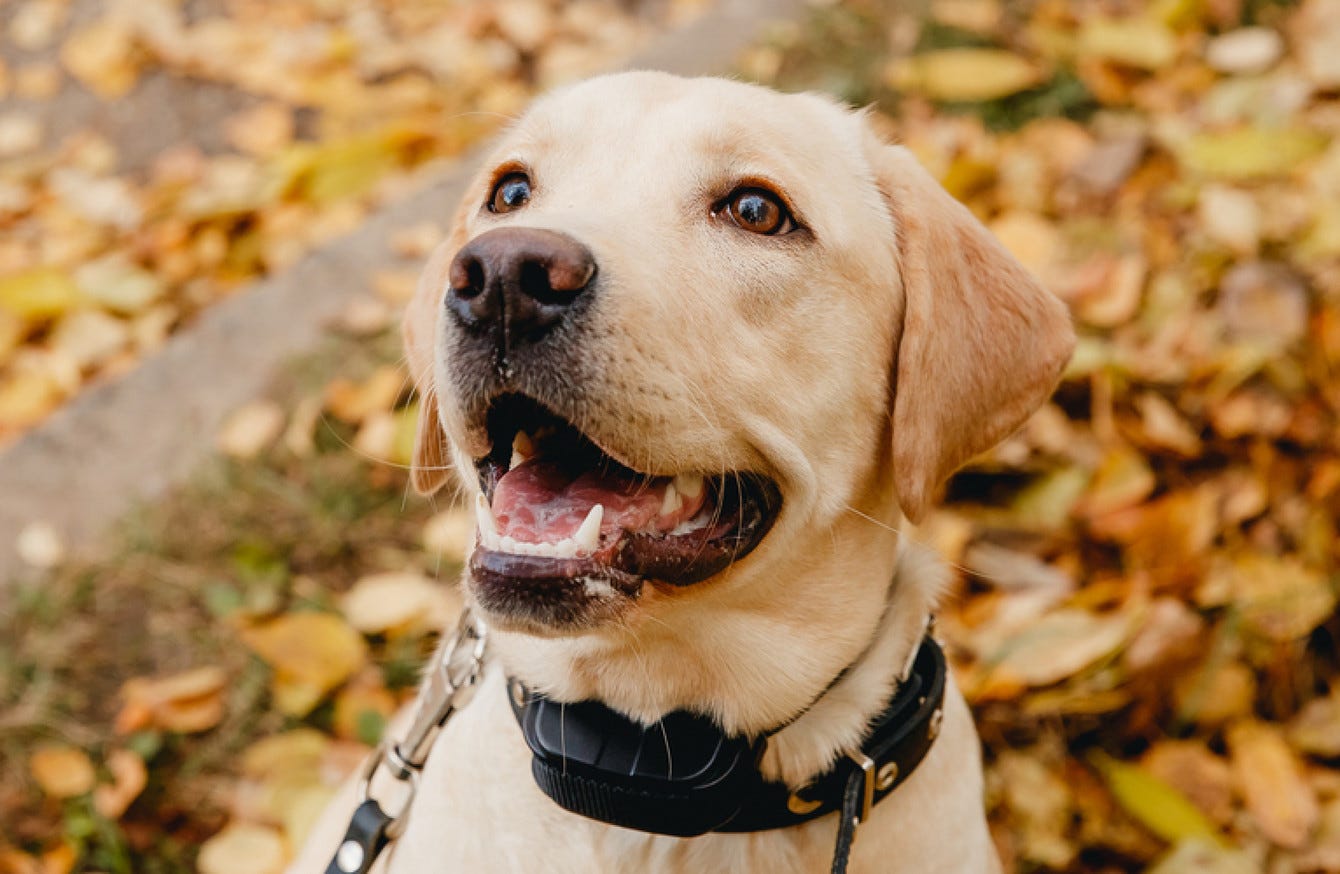how to train a puppy with a shock collar
