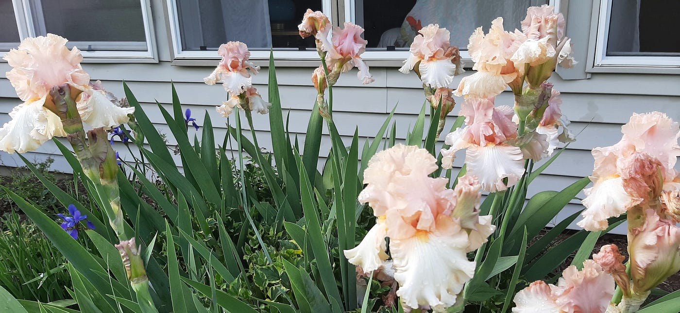 Clump of blush-colored irises in one of the Gouty Gardens.