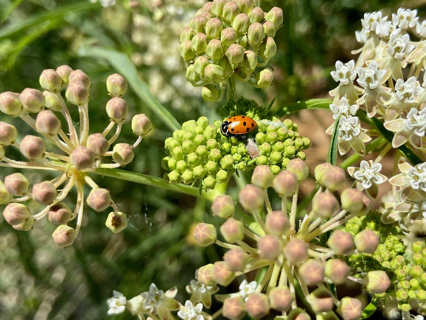 A bright red and black ladybug sitting on a milkweed plant.