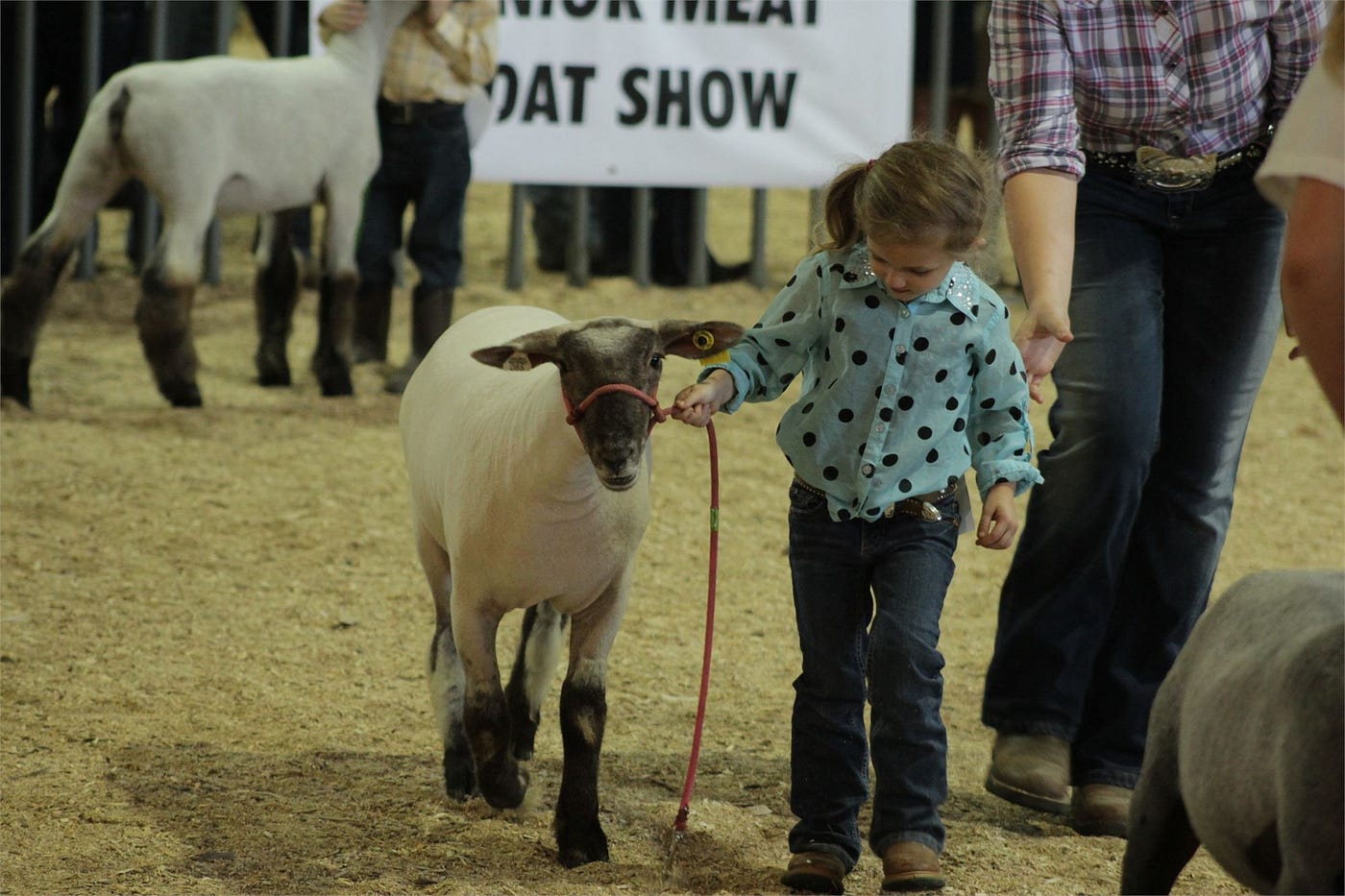 A young boy holding a goat with a red rope.