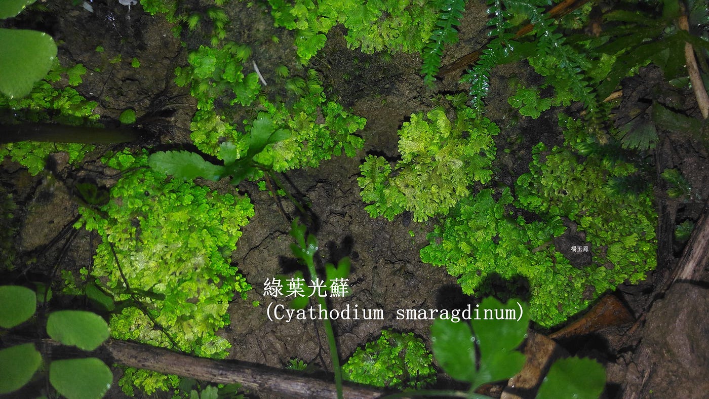 光蘚