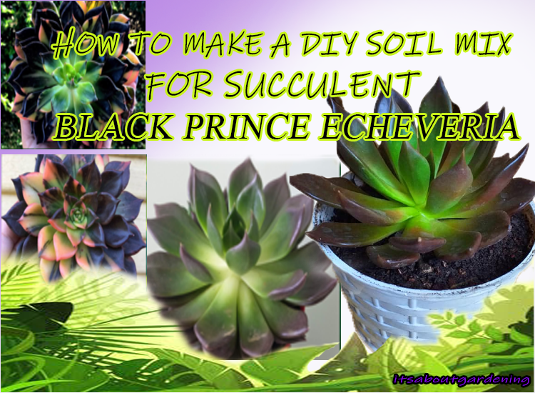 HOW TO MAKE A DIY SOIL MIX FOR SUCCULENT BLACK PRINCE ECHEVERIA