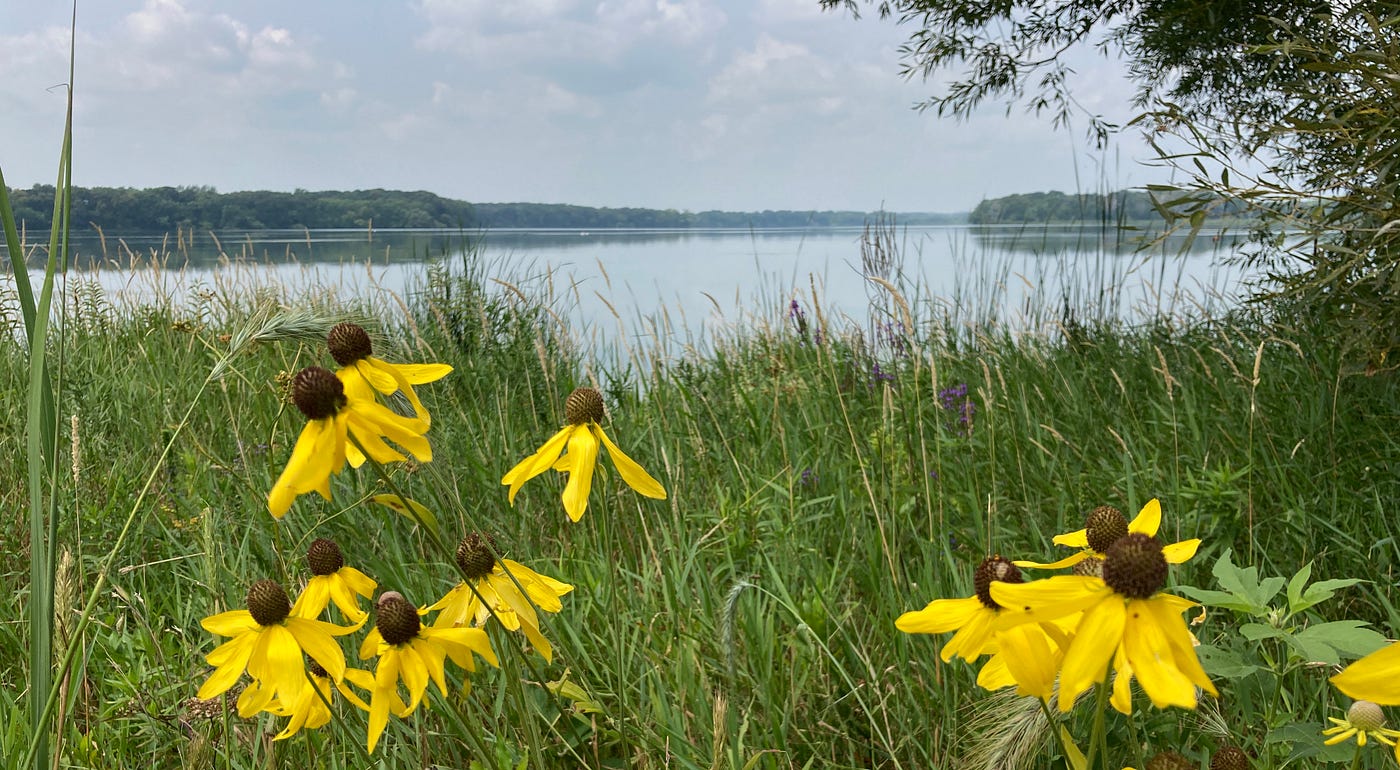Yellow flowers, grasses and cattails frame a cloudy view of a lake