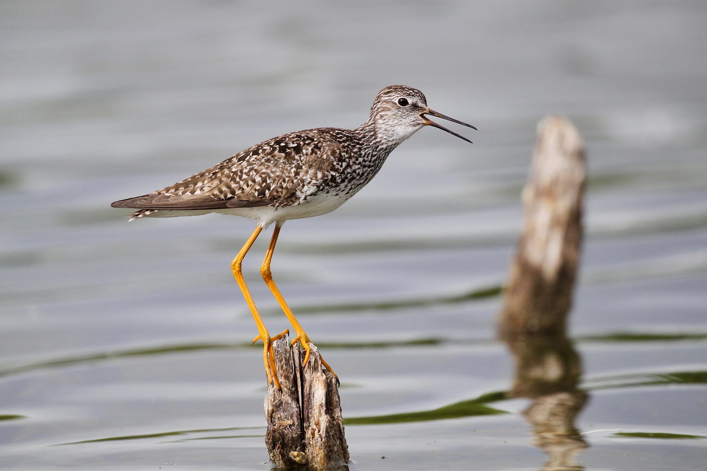 A brown and white bird with long yellow legs standing on a tree snag and singing.
