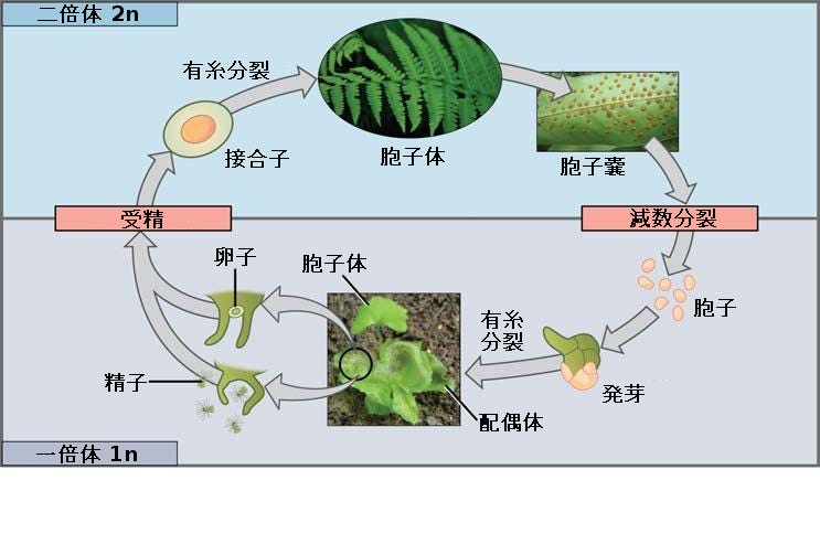 生物学 第2版 第11章 減数分裂および有性生殖 Japanese Translation Of Biology 2e By Better Late Than Never Medium