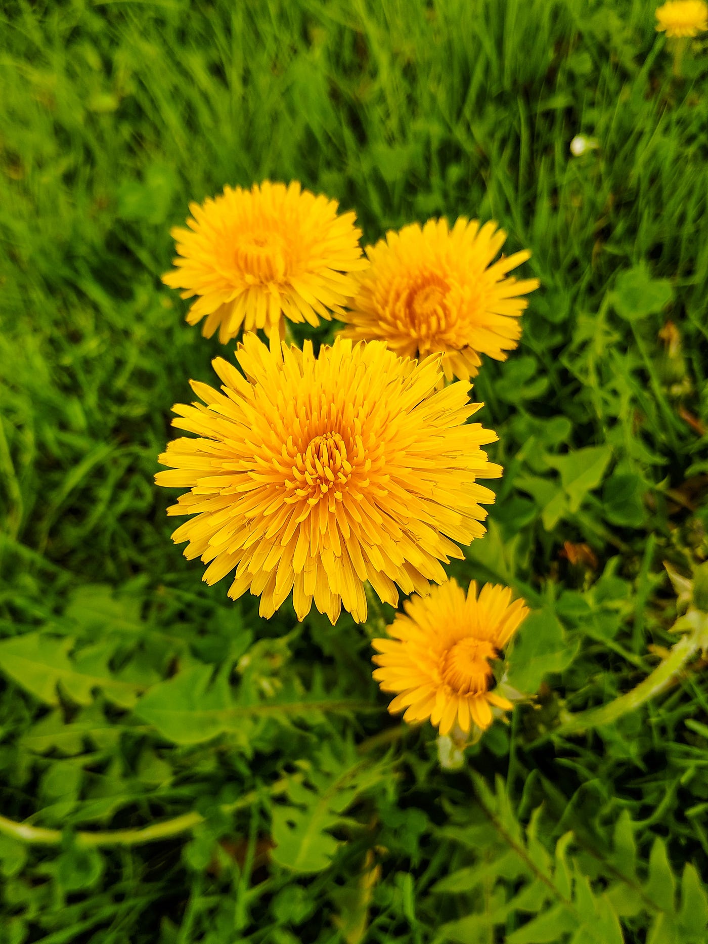 Dandelions amid green grass