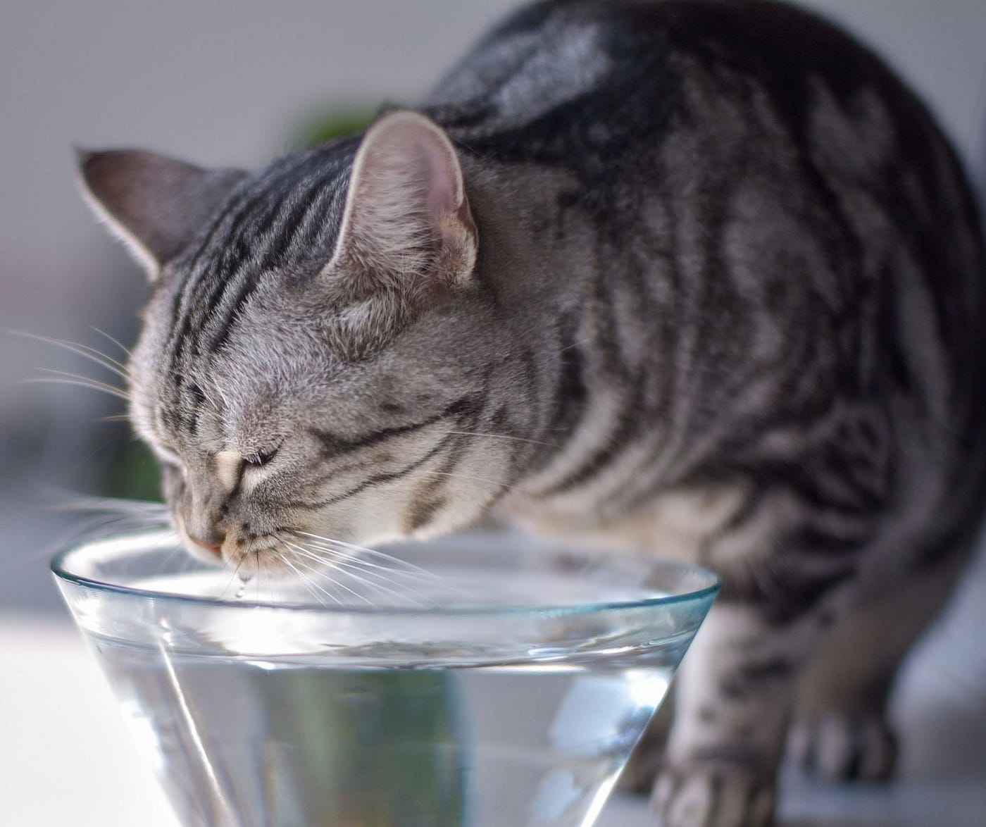 Tips to Encourage Your Cat To Drink More Water by Shelley Wenger