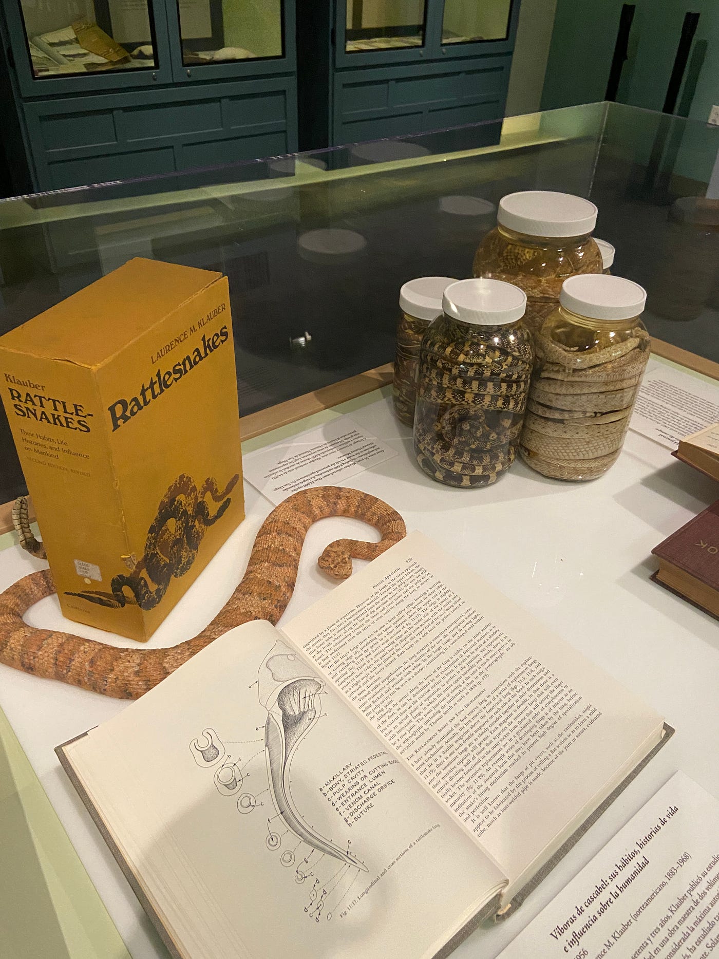 Rattlesnake Expert! Laurence M. Klauber by Kimberly Us CA History