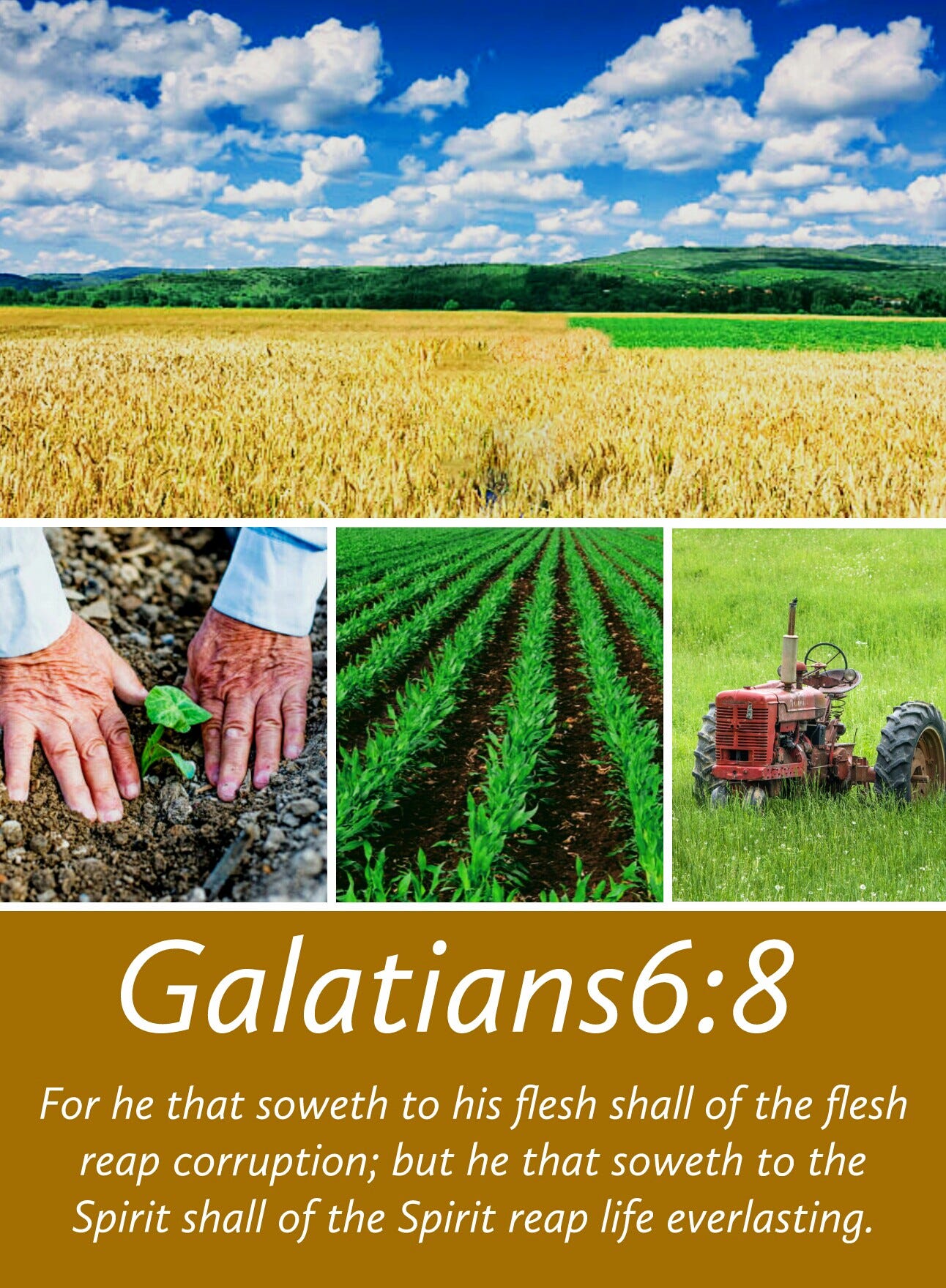 For he that soweth to his flesh shall of the flesh reap corruption, but