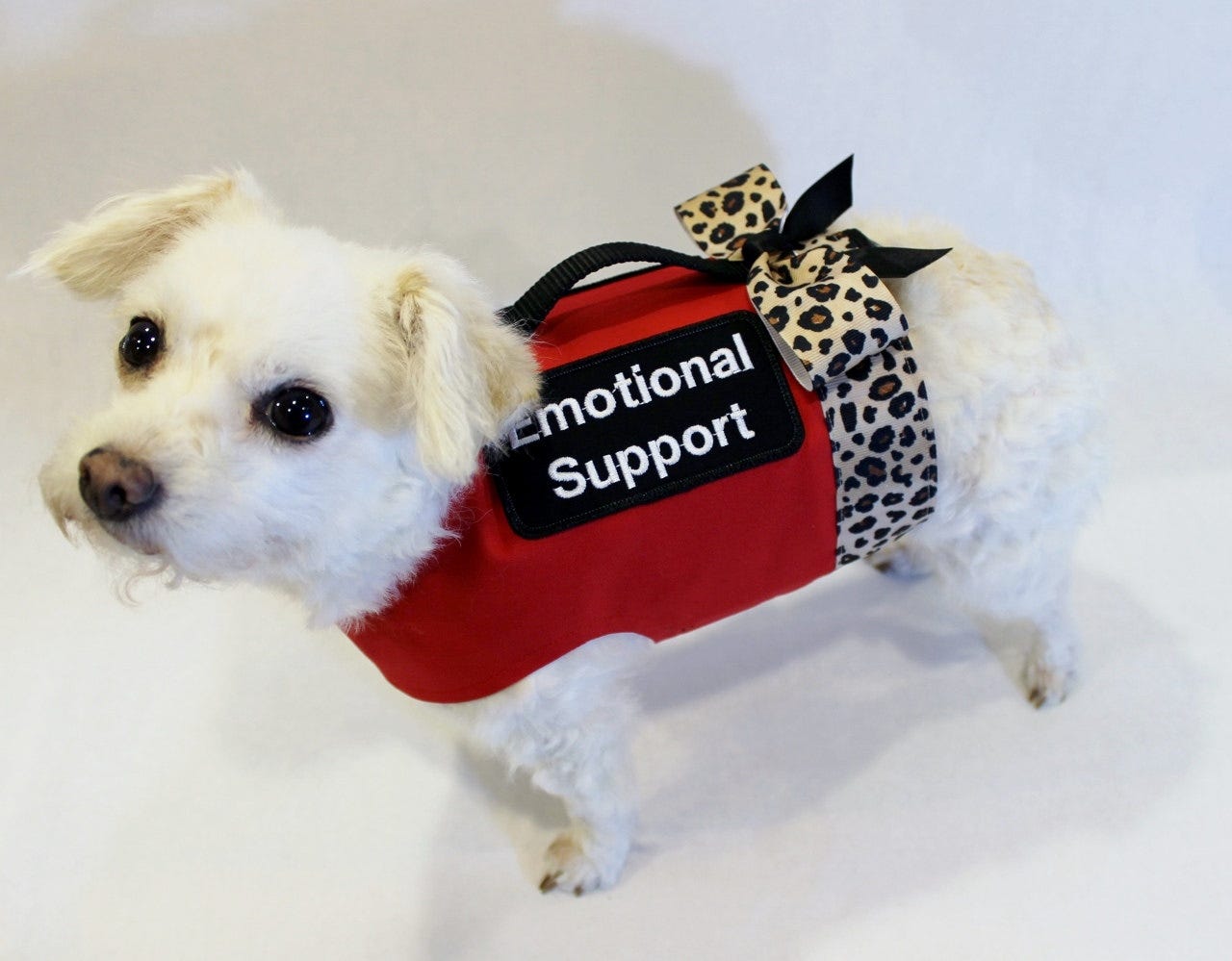 emotional support animal clothes