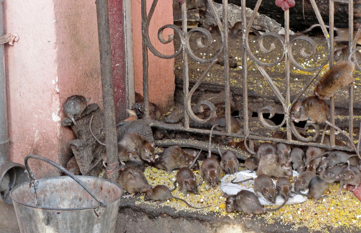 Visiting India’s Rat Temple. (Rat Alert!) | by Darren Weir ...