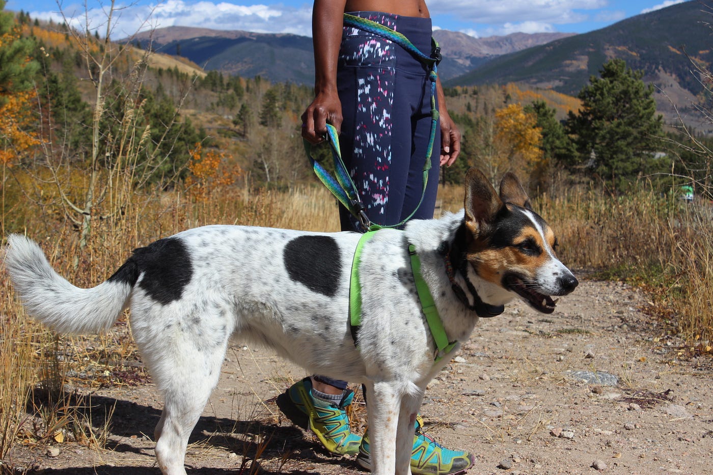 trail running dogs