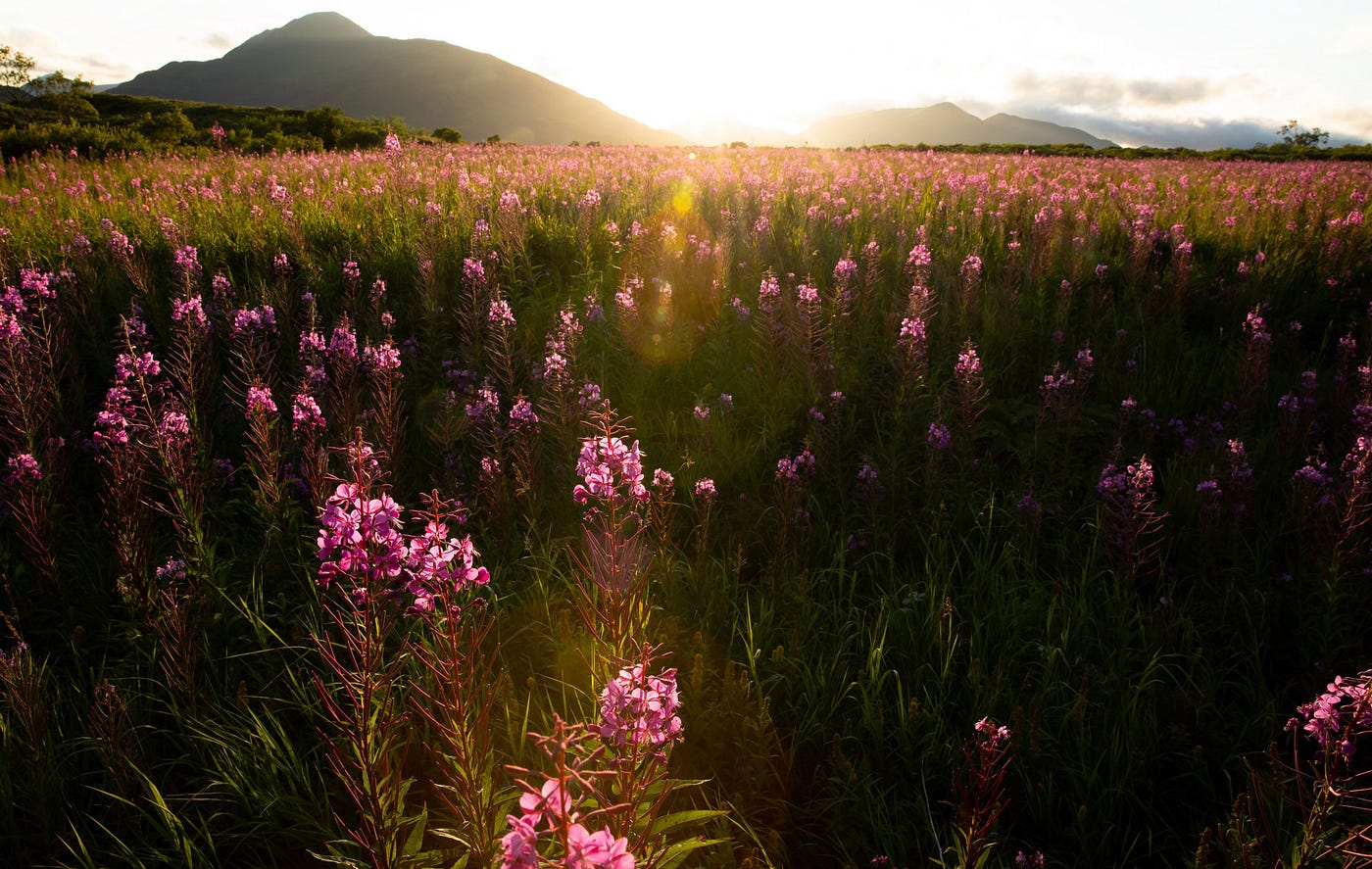 fireweed field at sunset, Kodiak National Wildlife Refuge