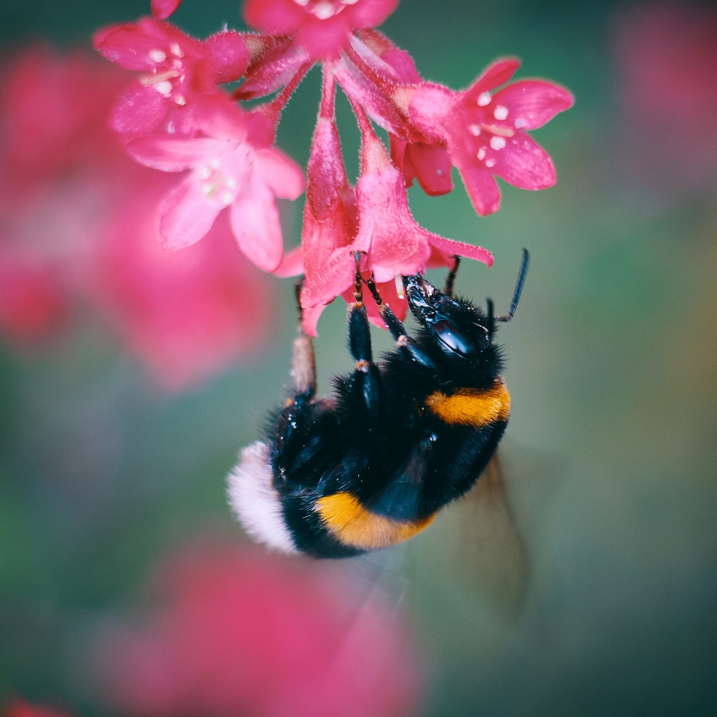 Do Honey Bees Bother You Honey Bees Are Known For Pollination By 