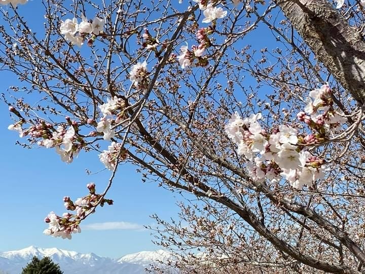 The Cherry Blossoms Are Starting To Bloom In Utah by Floyd Mori