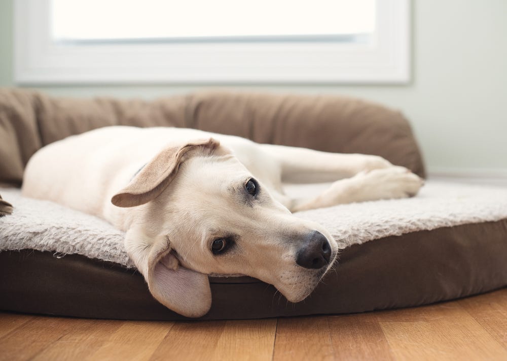 How to help your rescue dog settle into their new home by Adaptil